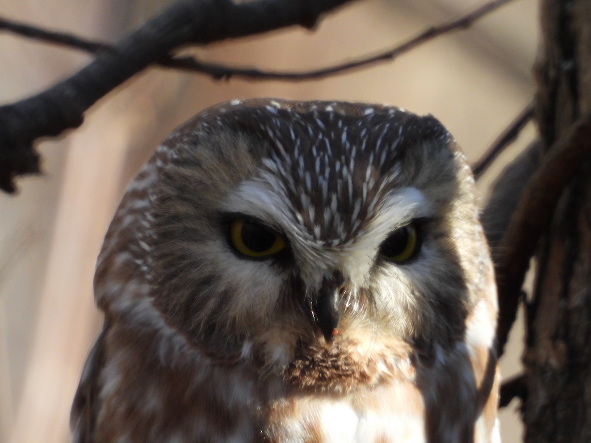 Northern Saw-whet Owl - ML610759729