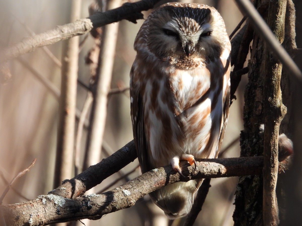 Northern Saw-whet Owl - ML610759730