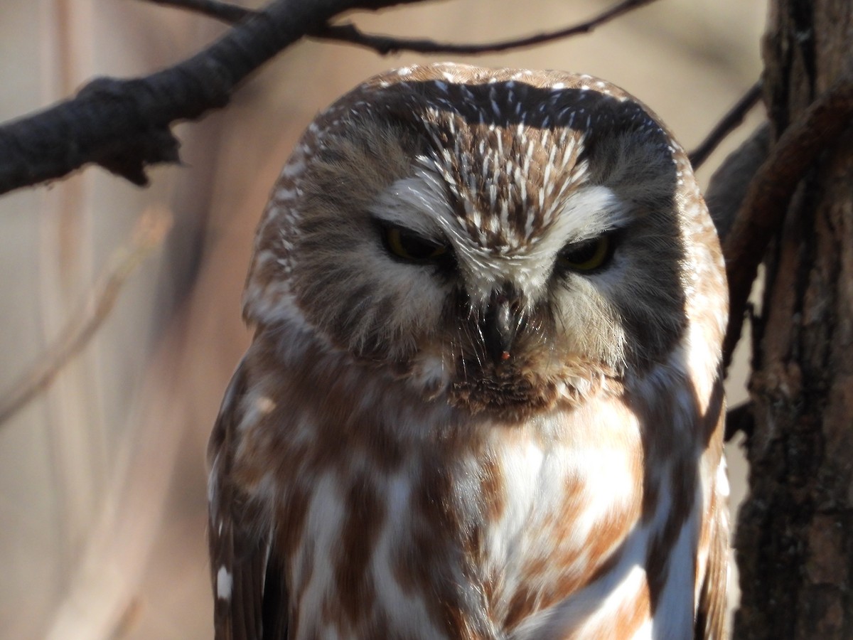 Northern Saw-whet Owl - ML610759731