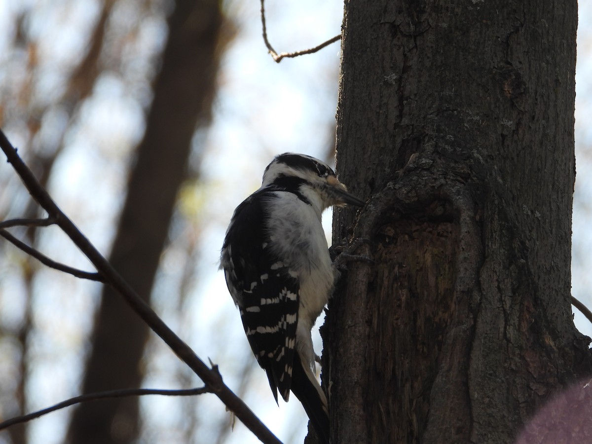 Hairy Woodpecker - Denis Provencher COHL