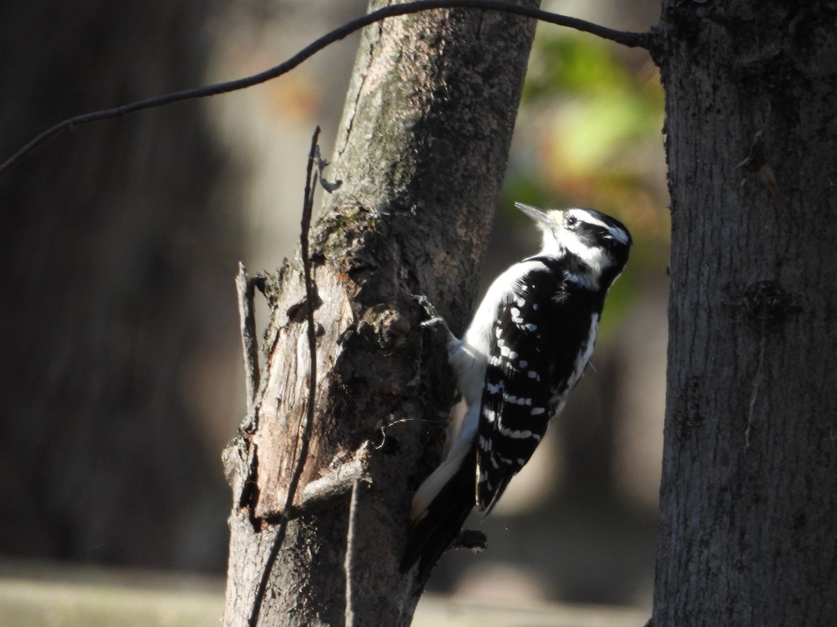Hairy Woodpecker - ML610759752