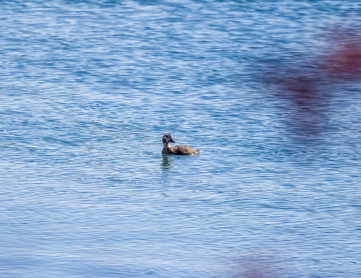 Long-tailed Duck - ML610759754