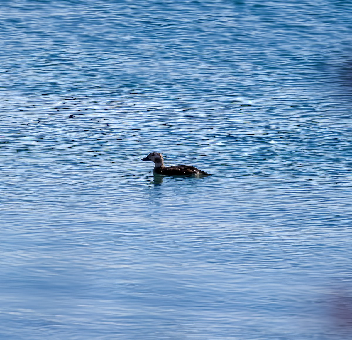 Long-tailed Duck - ML610759755