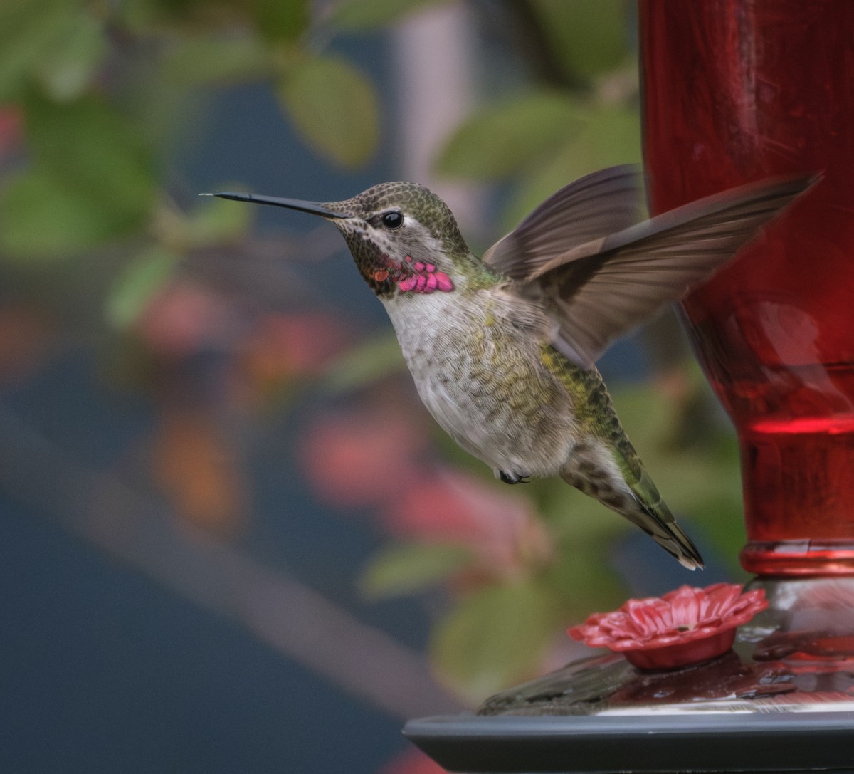 Anna's Hummingbird - Jeff Black