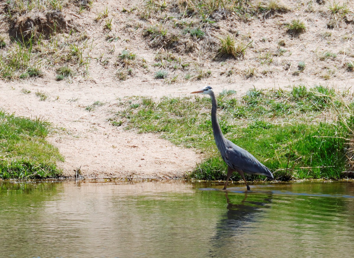 Great Blue Heron - ML610759819