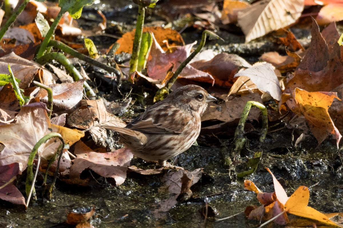 Song Sparrow - ML610759869