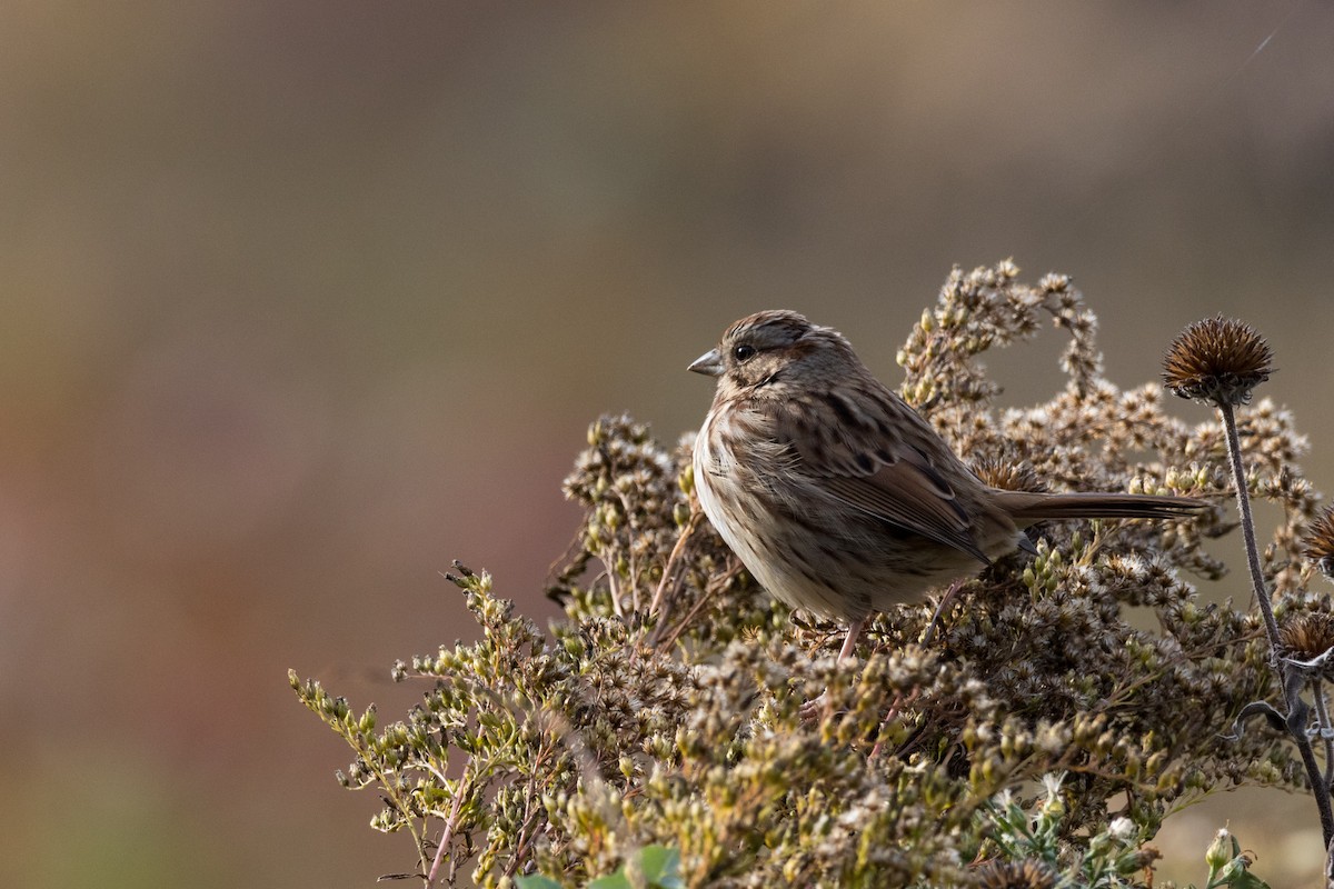 Song Sparrow - ML610759921