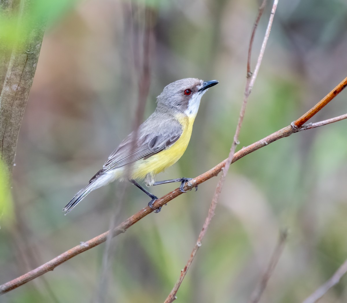 White-throated Gerygone - ML610759930