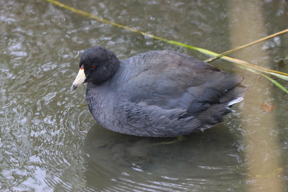 American Coot - Mark Gallagher