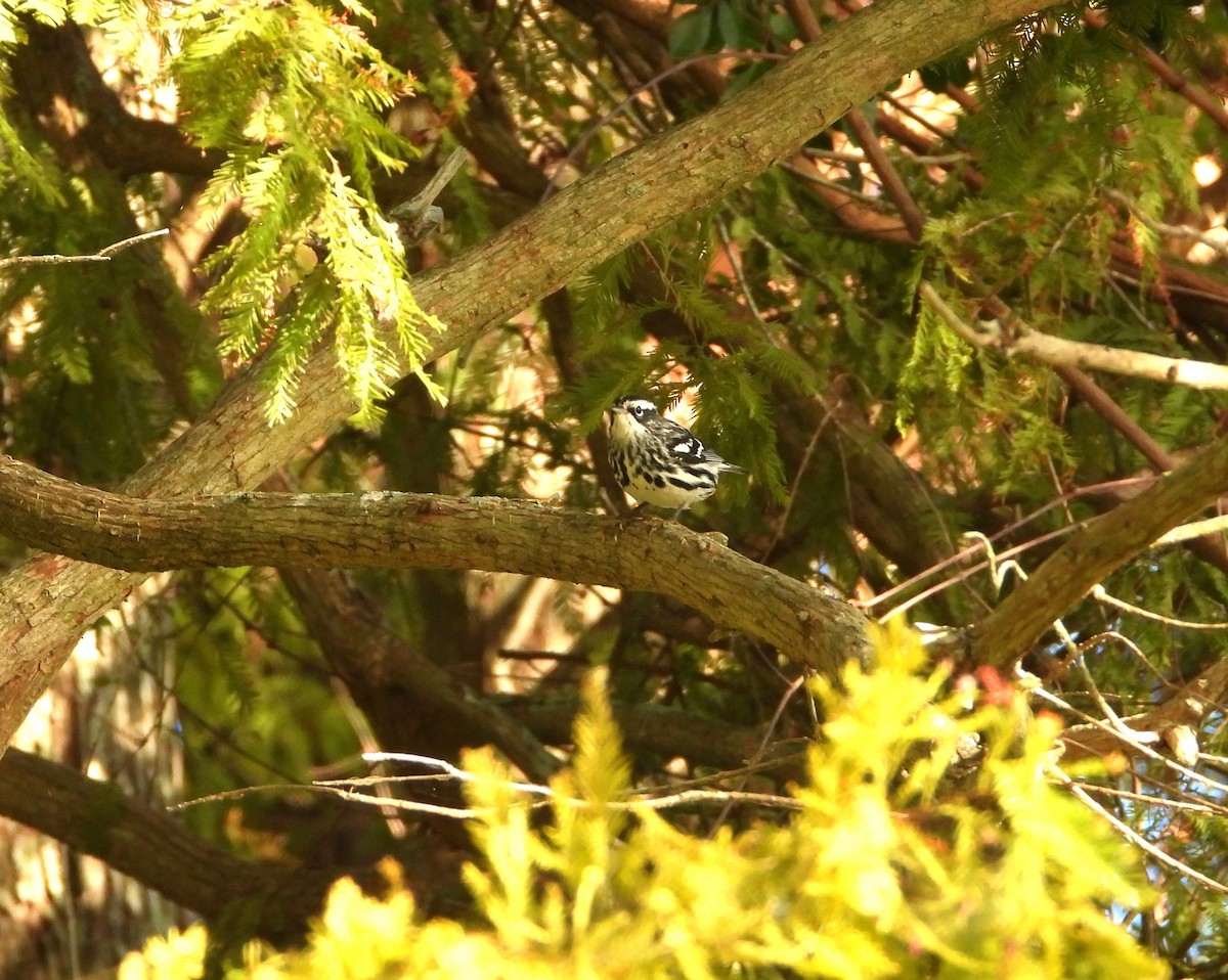 Black-and-white Warbler - ML610759950