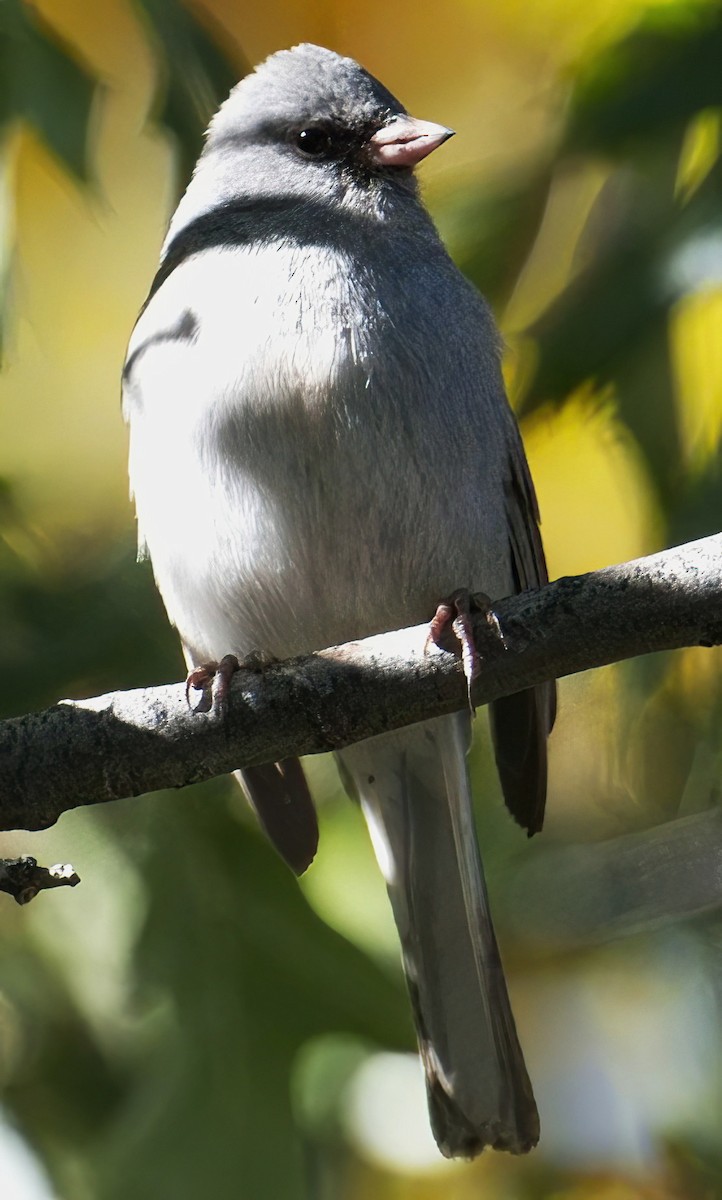 Junco Ojioscuro (caniceps) - ML610760025