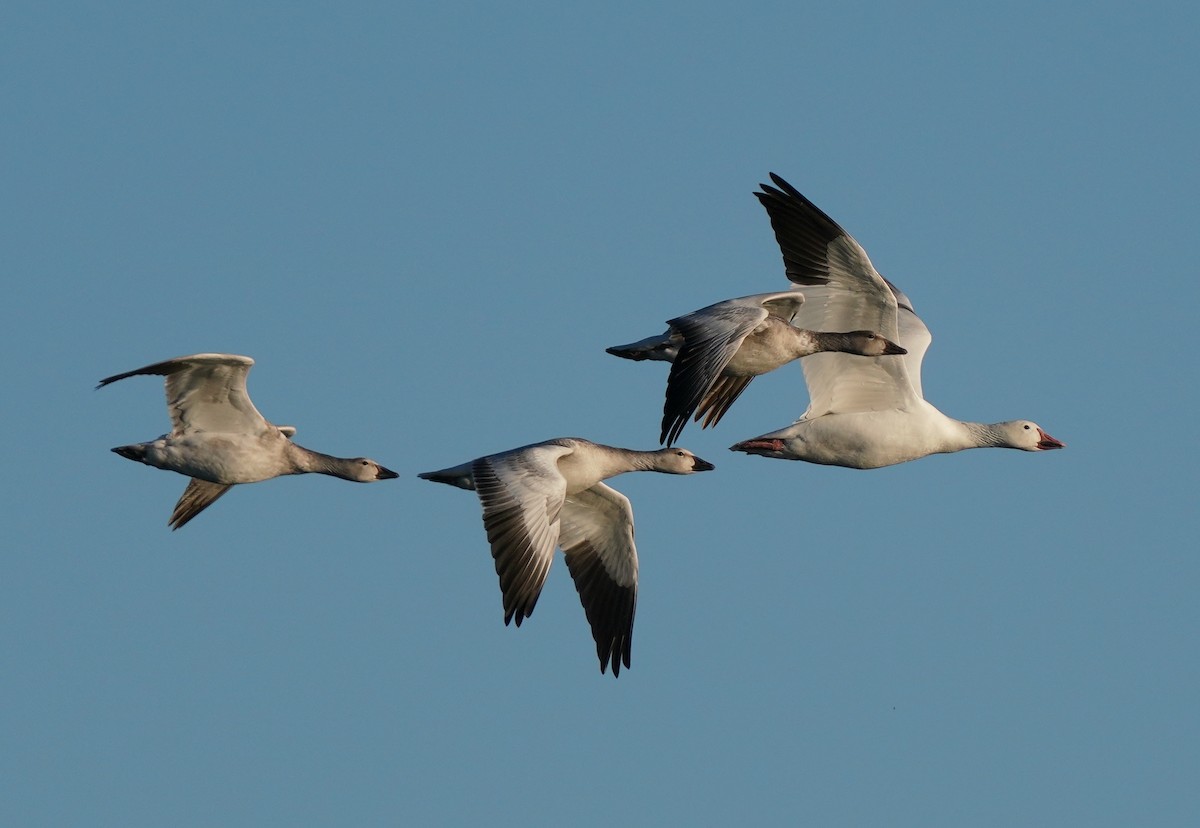 Snow Goose - ML610760145