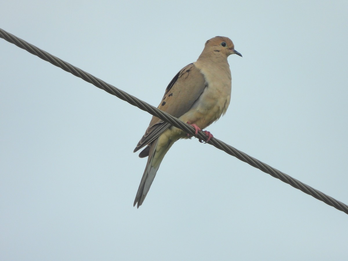 Mourning Dove - Jose Bolaños