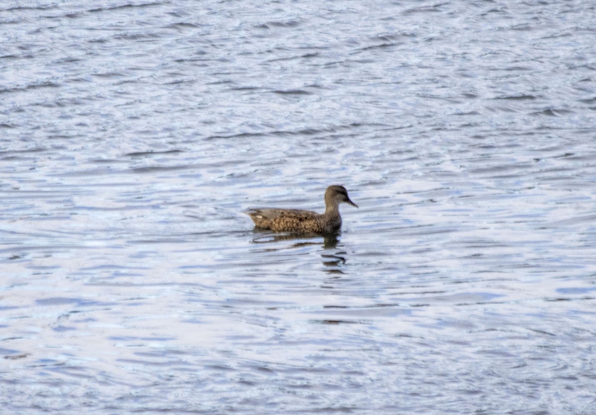 Gadwall - ML610760263