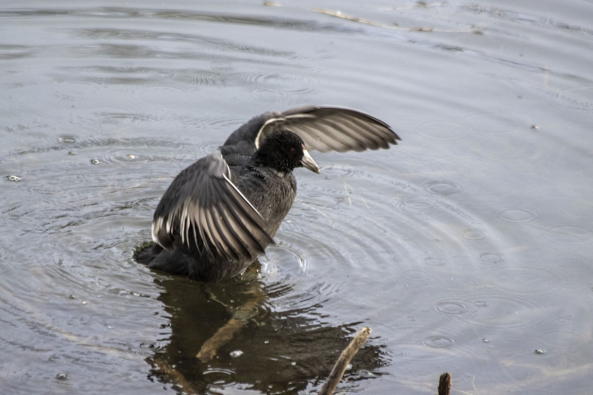 American Coot - ML610760353