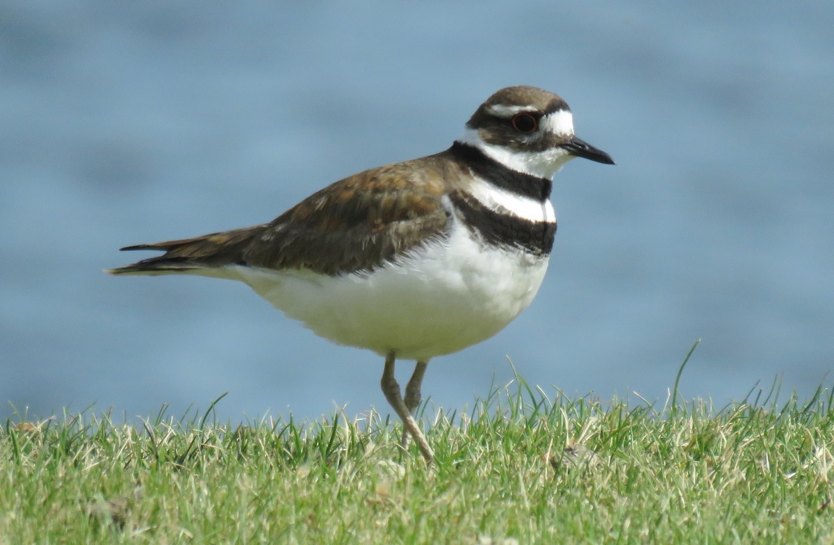 Killdeer - Mark  Ludwick