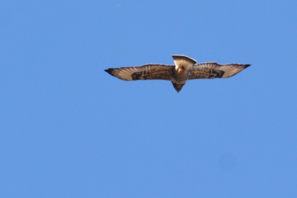 Rough-legged Hawk - ML610760436