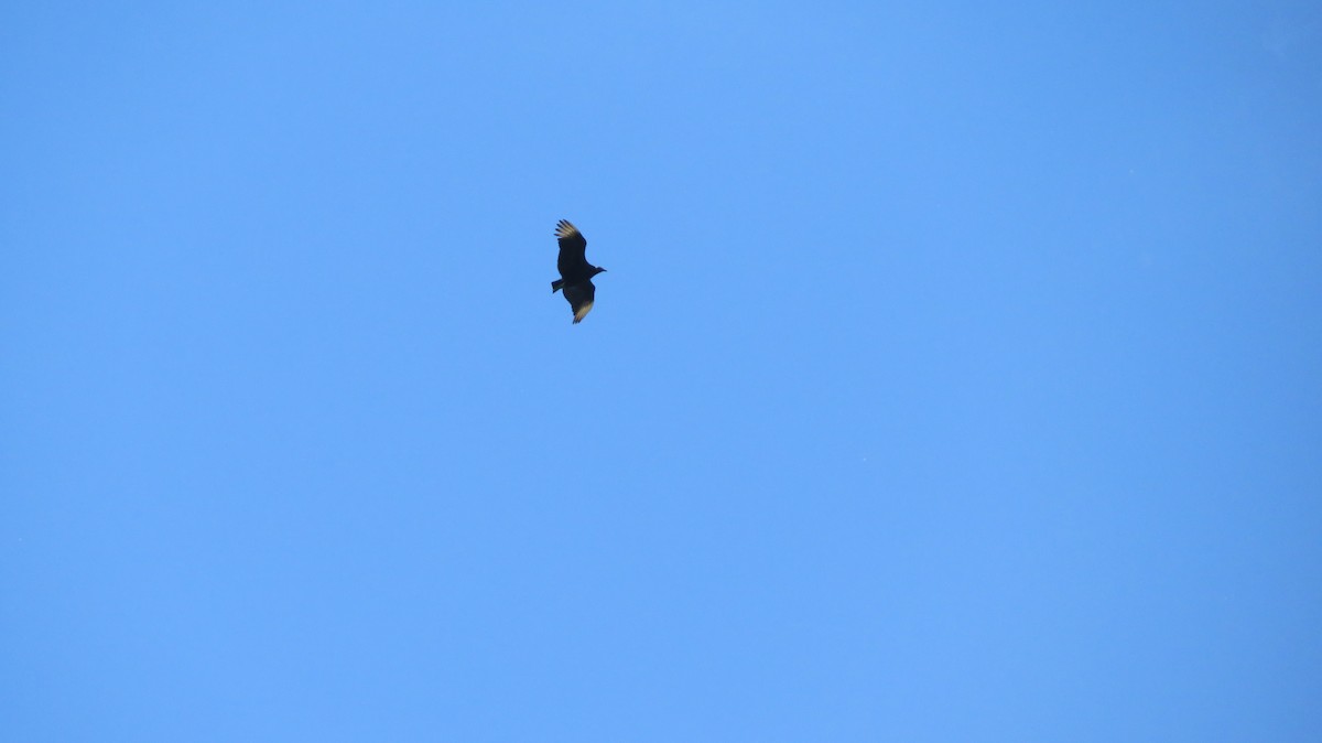 Black Vulture - Francisco González Táboas