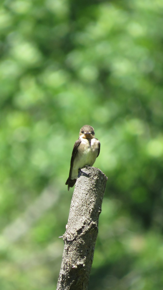 Southern Rough-winged Swallow - Francisco González Táboas