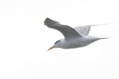 large tern sp. - ML610760640