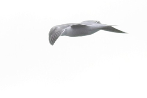 large tern sp. - ML610760644