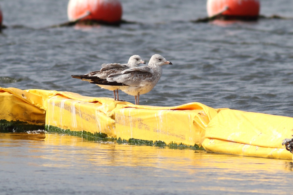 Ring-billed Gull - ML610760708