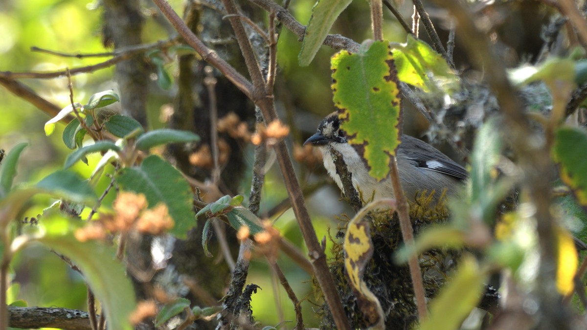 White-winged Brushfinch (White-winged) - Miguel Aguilar @birdnomad