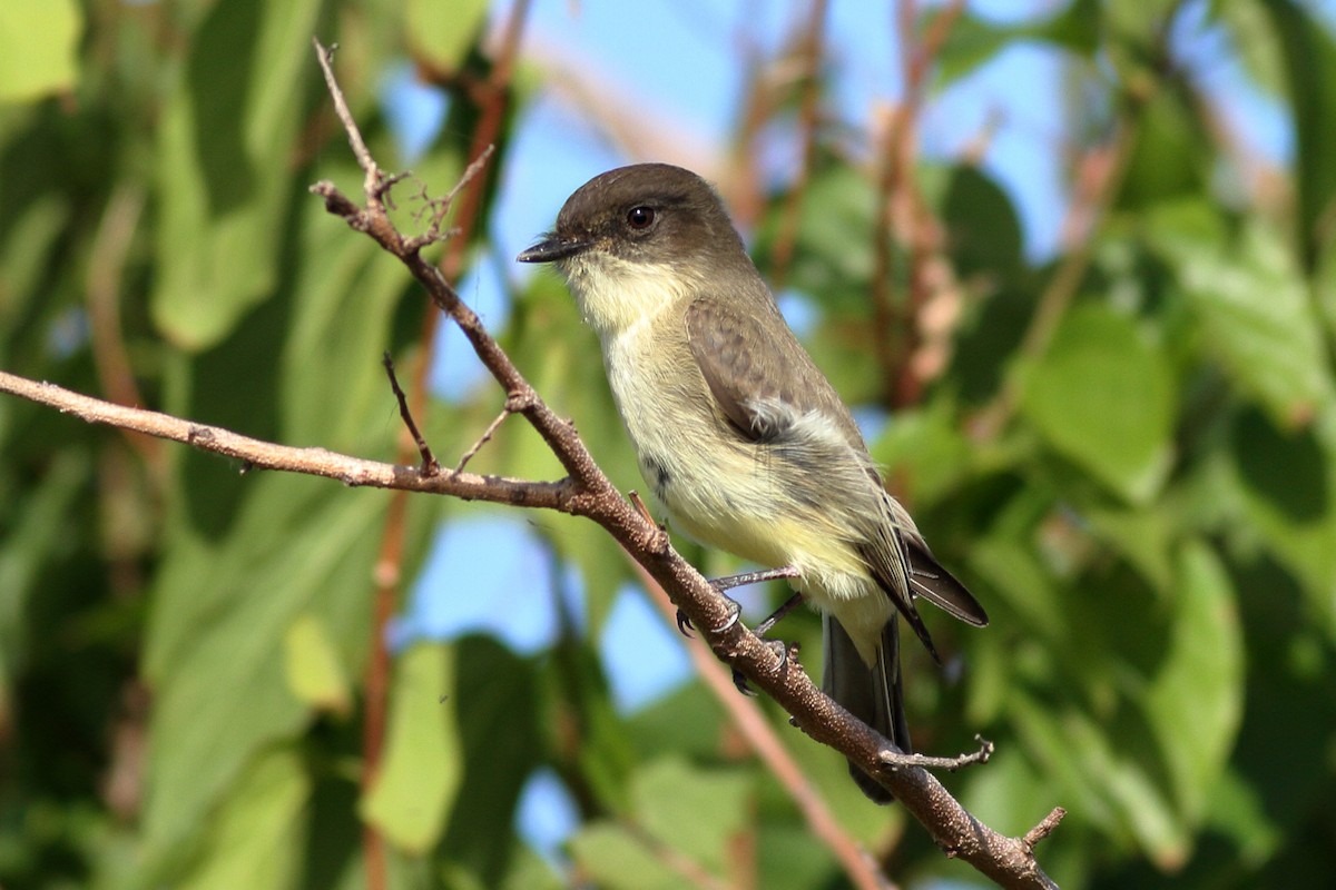 Eastern Phoebe - ML610760845