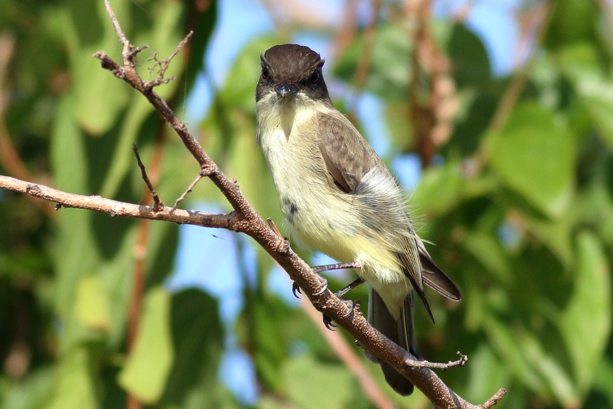 Eastern Phoebe - ML610760848