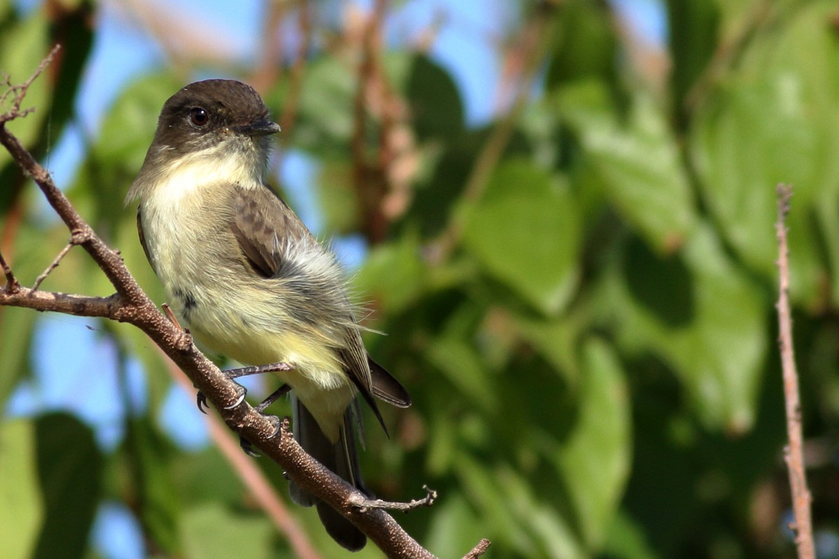 Eastern Phoebe - ML610760851