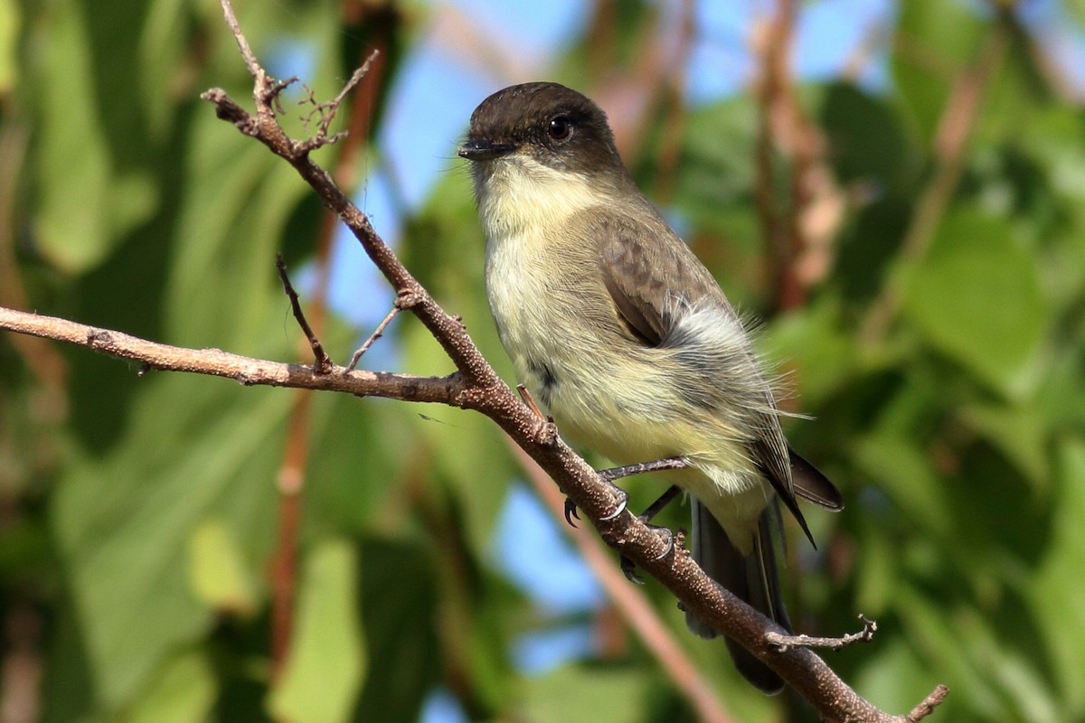 Eastern Phoebe - ML610760856