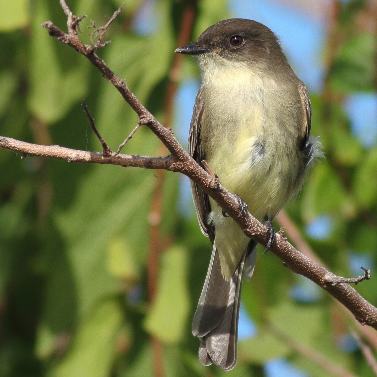 Eastern Phoebe - ML610760860