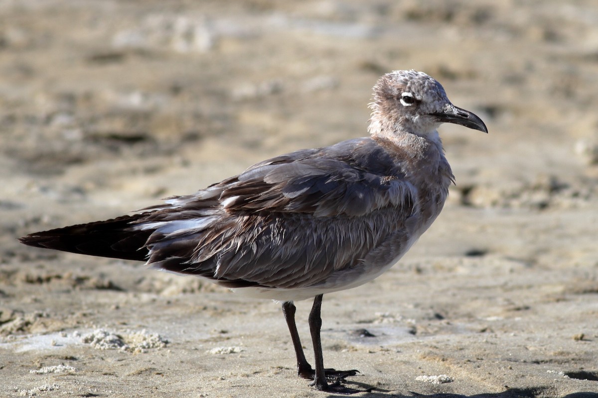 Laughing Gull - ML610760863