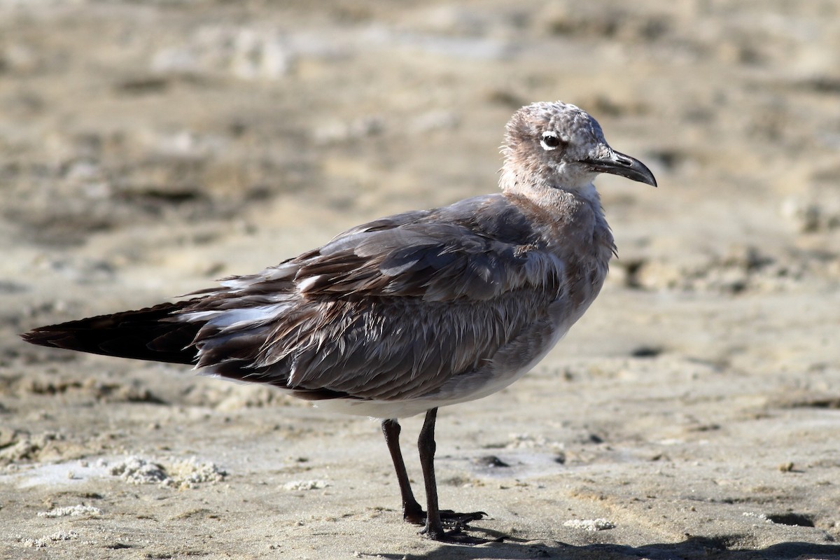 Mouette atricille - ML610760867