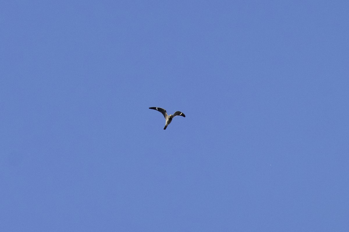 Common Nighthawk - Arun Bose