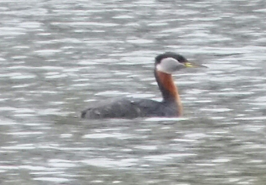 Red-necked Grebe - Brad Grover