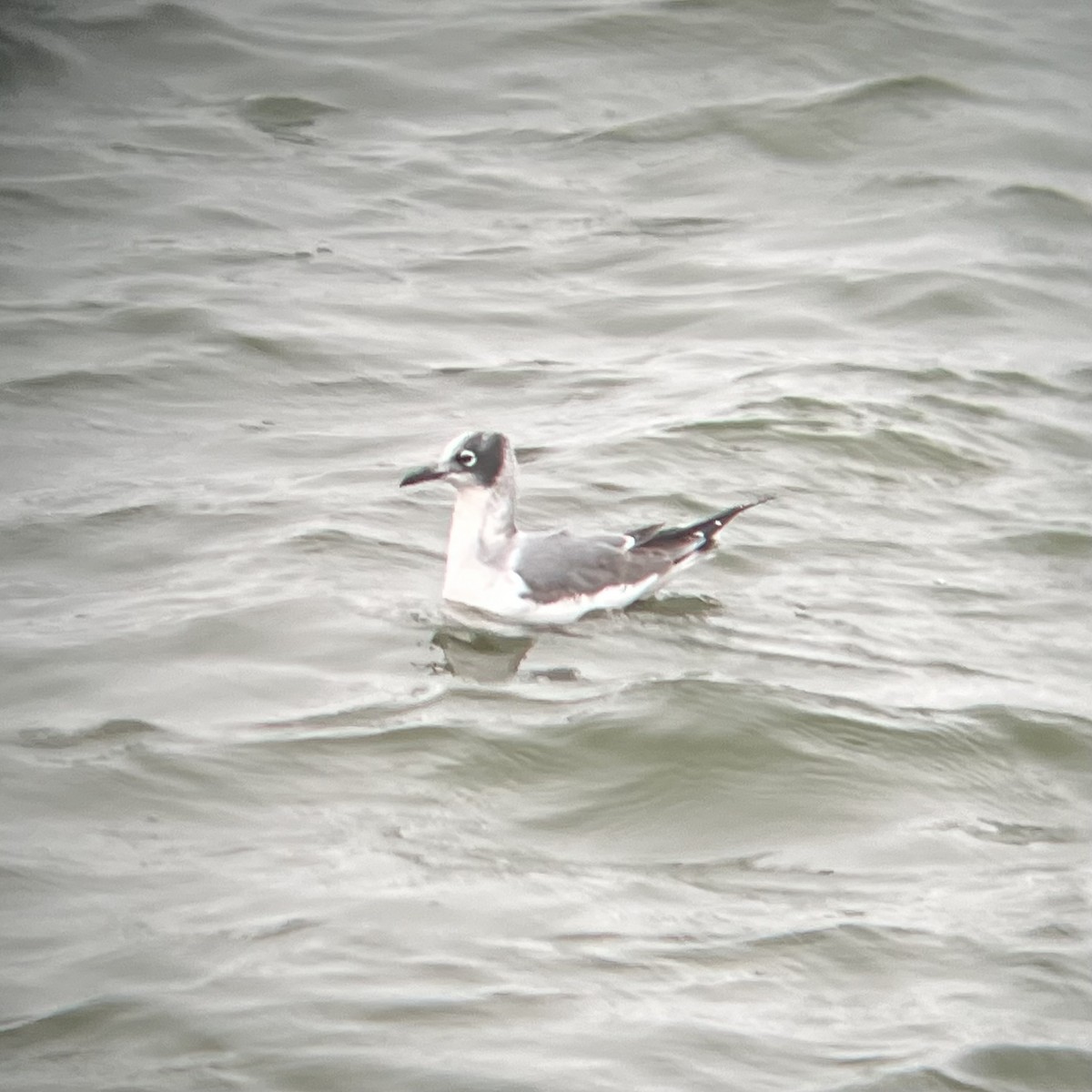 Franklin's Gull - ML610760986