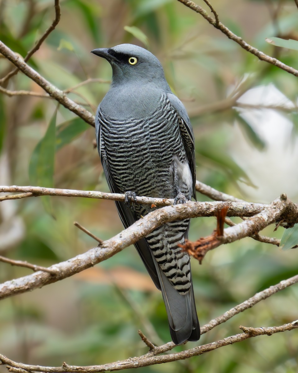 Barred Cuckooshrike - Bernadett Kery