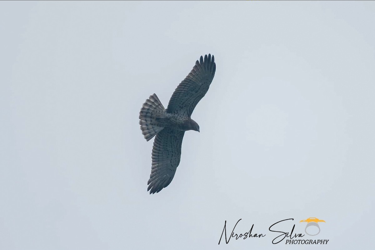 Short-toed Snake-Eagle - ML610761163