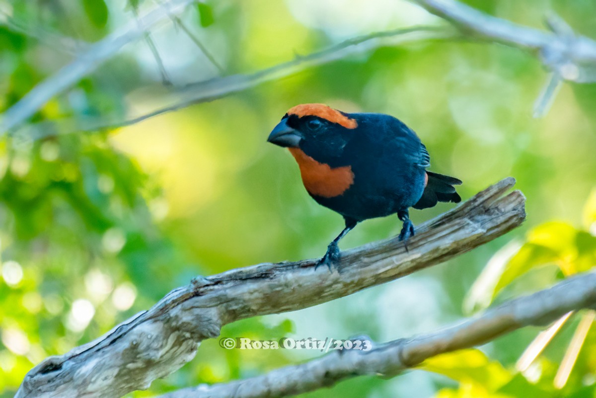 Puerto Rican Bullfinch - Rosa Ortiz