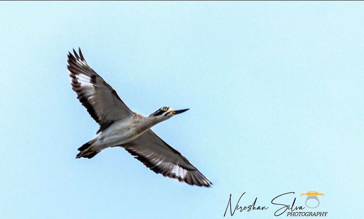 Great Thick-knee - ML610761187