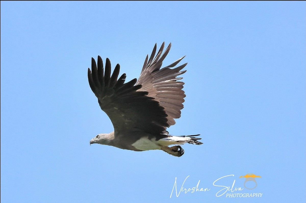 Gray-headed Fish-Eagle - ML610761192