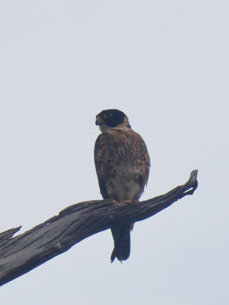 Malaienbaumfalke - ML610761247