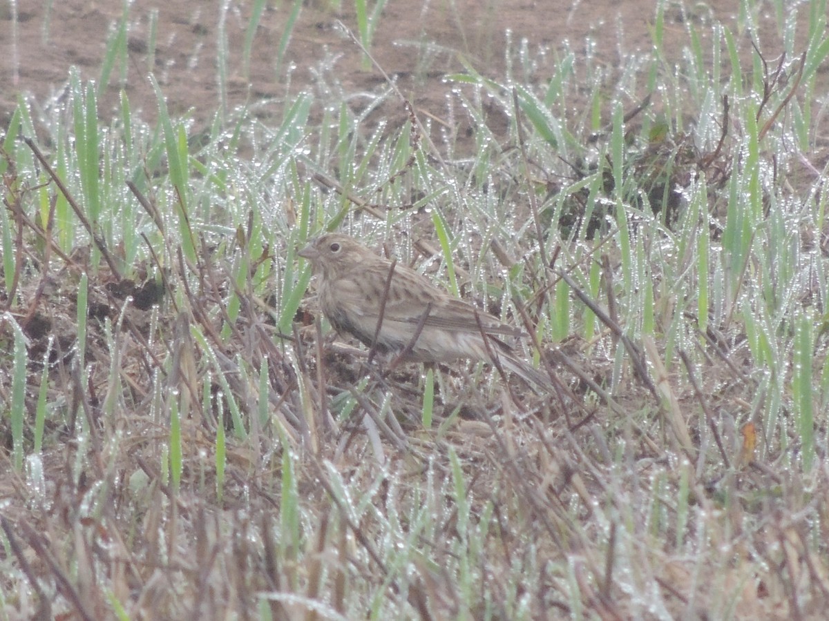 Chestnut-collared Longspur - ML610761340