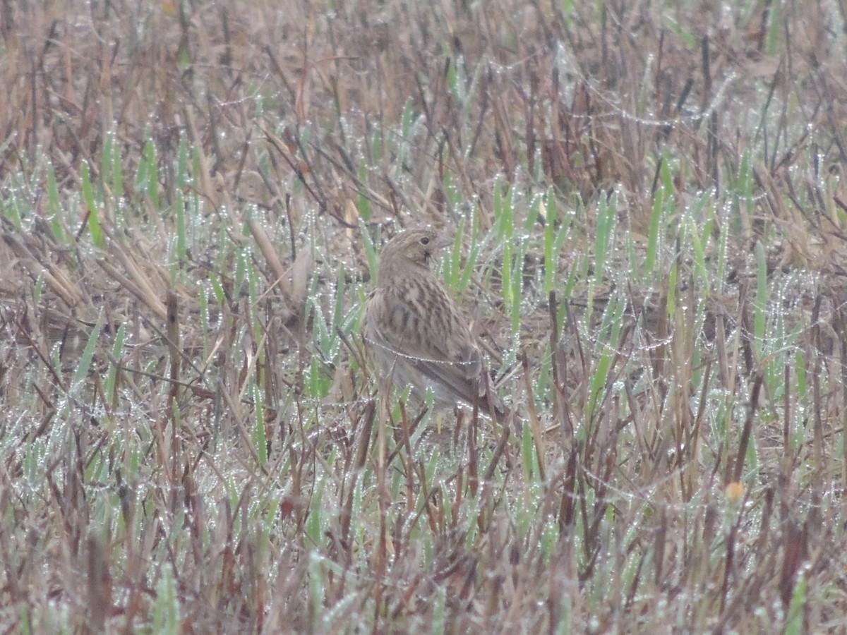 Chestnut-collared Longspur - ML610761341