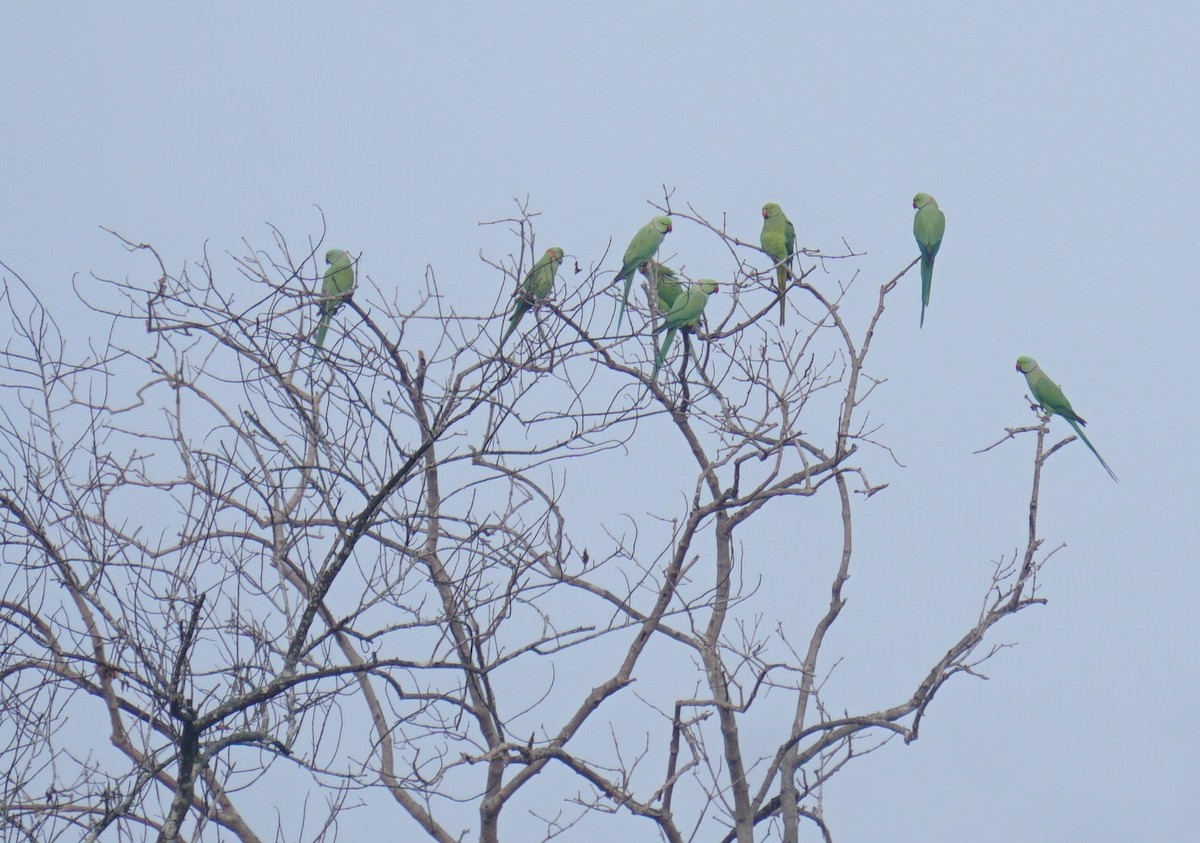 Rose-ringed Parakeet - ML610761460