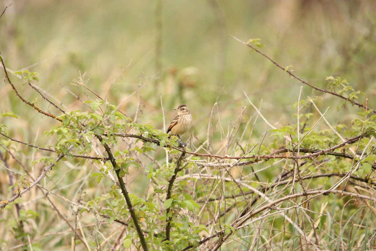 Spectacled Tyrant - ML610761464