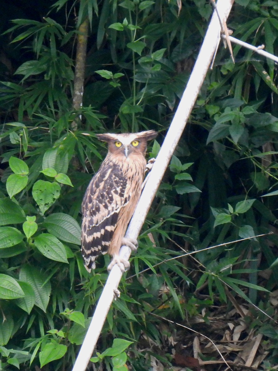 Buffy Fish-Owl - ML610761503