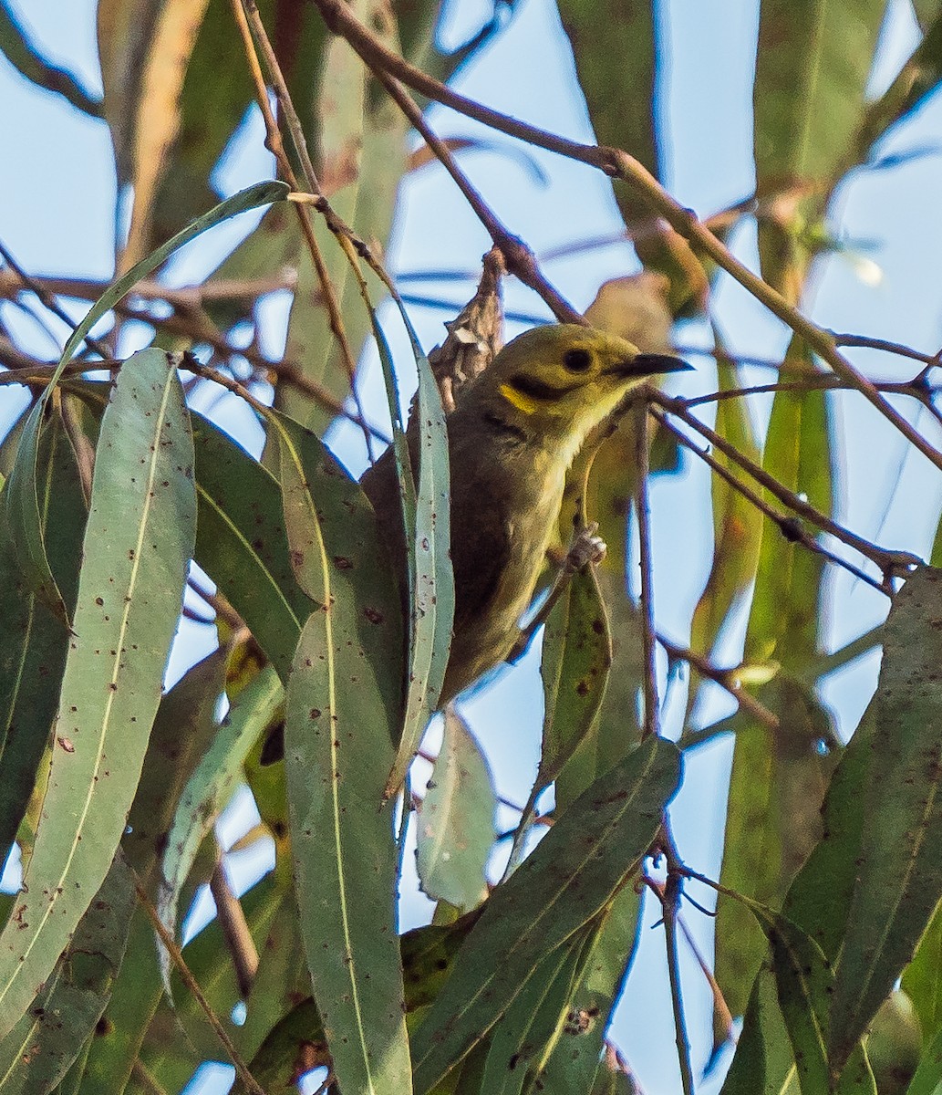 Yellow-tinted Honeyeater - Russell Scott