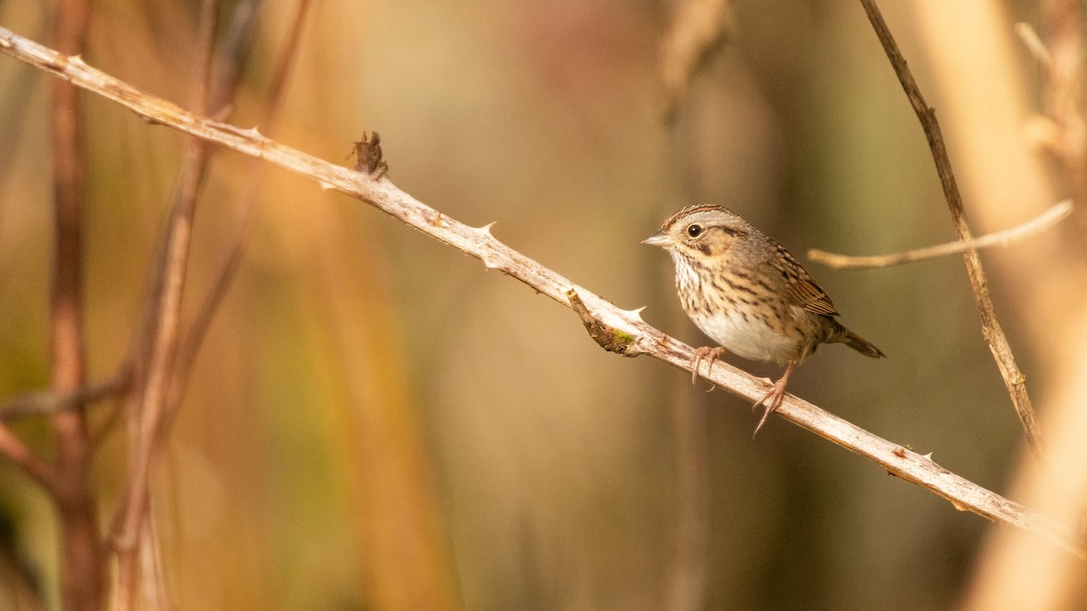 Lincoln's Sparrow - Garrett Hughes